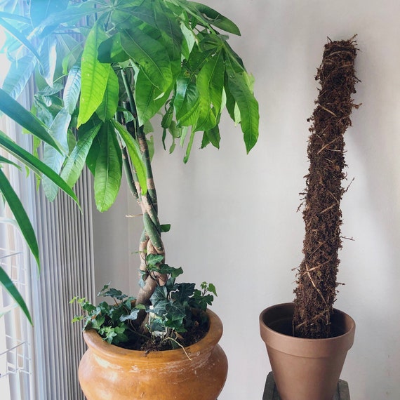 Handmade Organic Moss Pole / Totem 12 18 Etsy