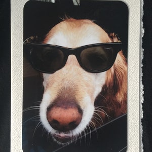 Carte d'anniversaire impertinente Golden Retriever portant des lunettes de soleil pour les amoureux des chiens