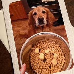 Golden Retriever com tigela de cachorro cartão de aniversário engraçado para amantes de cães