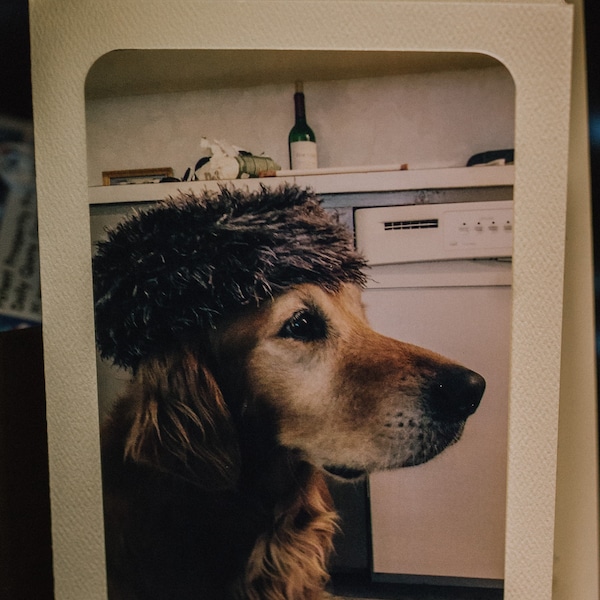 Retriever in Russian Hat photo greeting card