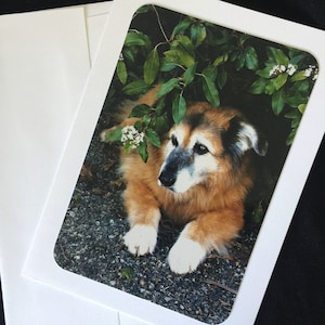 Lieve handgemaakte wenskaart senior Duitse herdershond