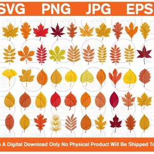 May include: A digital collection of various autumn leaf illustrations in shades of red, orange, yellow, and brown. The set includes diverse shapes such as maple, oak, and ginkgo leaves, presented in a grid format with file format labels SVG, PNG, JPG, and EPS.