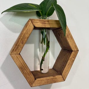 May include: A wooden, hexagonal wall planter with a clear glass tube holding a green plant. The wood has a warm, brown stain. The plant has large, green leaves. The planter is mounted on a white wall.