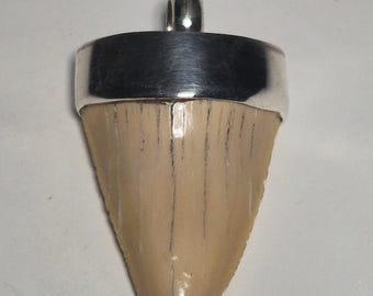 Pendant silver 925 mackerel shark Otodus obliquus fossilized shark tooth H4