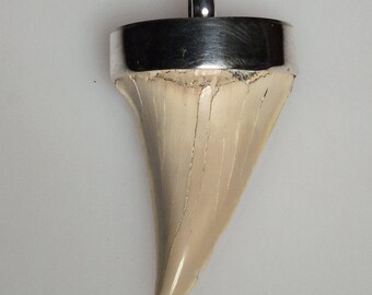 Fossil shark tooth pendant – Otodus obliquus – perfectly preserved – Morocco – approx. 60 million years old – 925 silver – Tribal Spirit – unique piece 1713