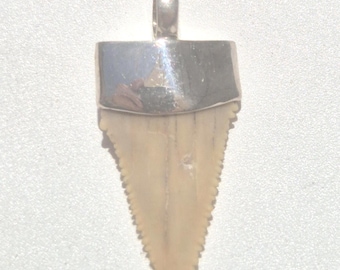 Fossilized shark tooth pendant silver 36 mm Palaeocarcharodon orientalis fossil 60 million years Morocco sharp fossil unique (1410)