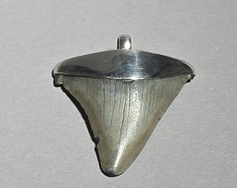 Baby Megalodon Tooth Pendant Otodus megalodon Fossil Shark Tooth 925 Silver South Carolina USA Tribal Spirit Gallery 1759