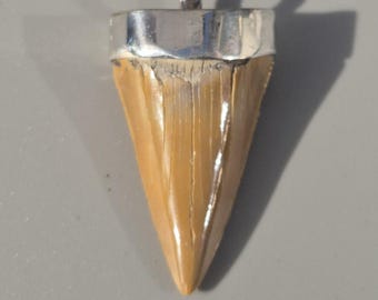 Otodus obliquus tooth pendant – 925 silver Tribal Spirit, Morocco fossil, ochre-colored, 44 mm, 11.94 g – Schmuckrausch Vintage 1888