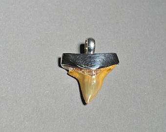 Physogaleus contortus Shark Tooth Pendant Bone Valley Florida 925 Silver Fossil Jewelry Tribal Spirit 0927