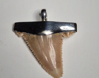 Pendant silver 925 fossilized shark tooth Palaeocarcharodon orientalis H31