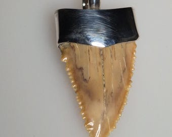Fossil shark tooth pendant · Palaeocarcharodon orientalis · 60 million years old · Morocco · 925 silver · Tribal Spirit · Unique · 34 mm I 1708