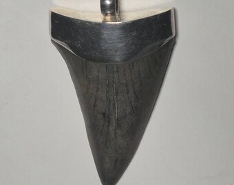 huge pendant silver 925 fossil Mako shark Isurus Hastalis shark tooth H23