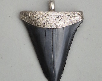 Great White Shark Tooth Pendant Silver 925 – Carcharodon carcharias South Carolina, 50 mm, Unique Schmuckrausch Vintage 1488