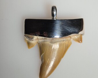 Rare shark tooth with lateral teeth – Otodus obliquus – Morocco – approx. 60 million years old – 925 silver – Tribal Spirit – Unique piece – 5mm eyelet 1716