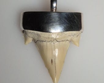 Rare shark tooth with posterior teeth – Otodus obliquus – Morocco – approx. 60 million years old – 925 silver – Tribal Spirit – 1714