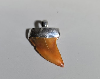 Fossil Planus Shark Tooth Pendant 925 Silver Fire Zone Bakersfield California I TS1977