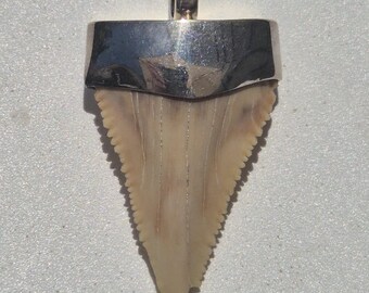 Fossilized shark tooth pendant silver 40 mm fossil Palaeocarcharodon orientalis 60 million years Morocco almost perfect collector's item (1412)