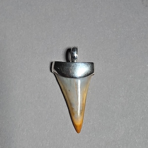 Puede incluir: Un colgante que presenta un diente de tiburón triangular con una superficie lisa de color blanco roto y bronceado, engastado en una tapa de metal pulido de tono plateado. La tapa incluye una pequeña anilla redondeada en la parte superior.