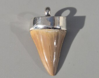 Otodus obliquus tooth pendant – Silver 925 Tribal Spirit, Morocco fossil, dark sand-colored, 39 mm, 8.54 g – Schmuckrausch Vintage 1881