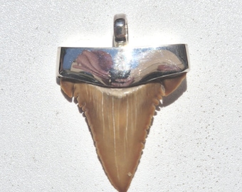 Fossilized shark tooth pendant silver Palaeocarcharodon orientalis 60 million year old fossil Morocco Paleocene Khouribga unique jewelry (1419)