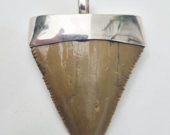 Great White Shark Tooth Fossil • Bone Valley Florida • 925 Silver Tribal Spirit • Dark Ochre • Perfect Teeth • Shark Tooth (1437)