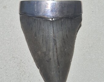 Large shark tooth pendant silver 60 mm Mako shark Isurus hastalis fossil South Carolina Tribal Spirit 925 hallmarked fossil jewelry (1416)