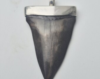 Large fossilized Mako shark tooth • South Carolina • 925 silver pendant Tribal Spirit • Shark Tooth Fossil • Natural tones (1428)