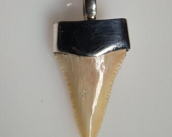 Fossil shark tooth pendant · Palaeocarcharodon orientalis · 60 million years old · Morocco · 925 silver · Tribal Spirit · Unique · 35 mm I 1704