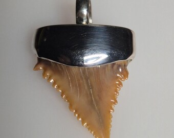 Fossil shark tooth pendant · Palaeocarcharodon orientalis · Morocco · 60 million years old · 925 silver · Tribal Spirit · rare, dark beige, 1710