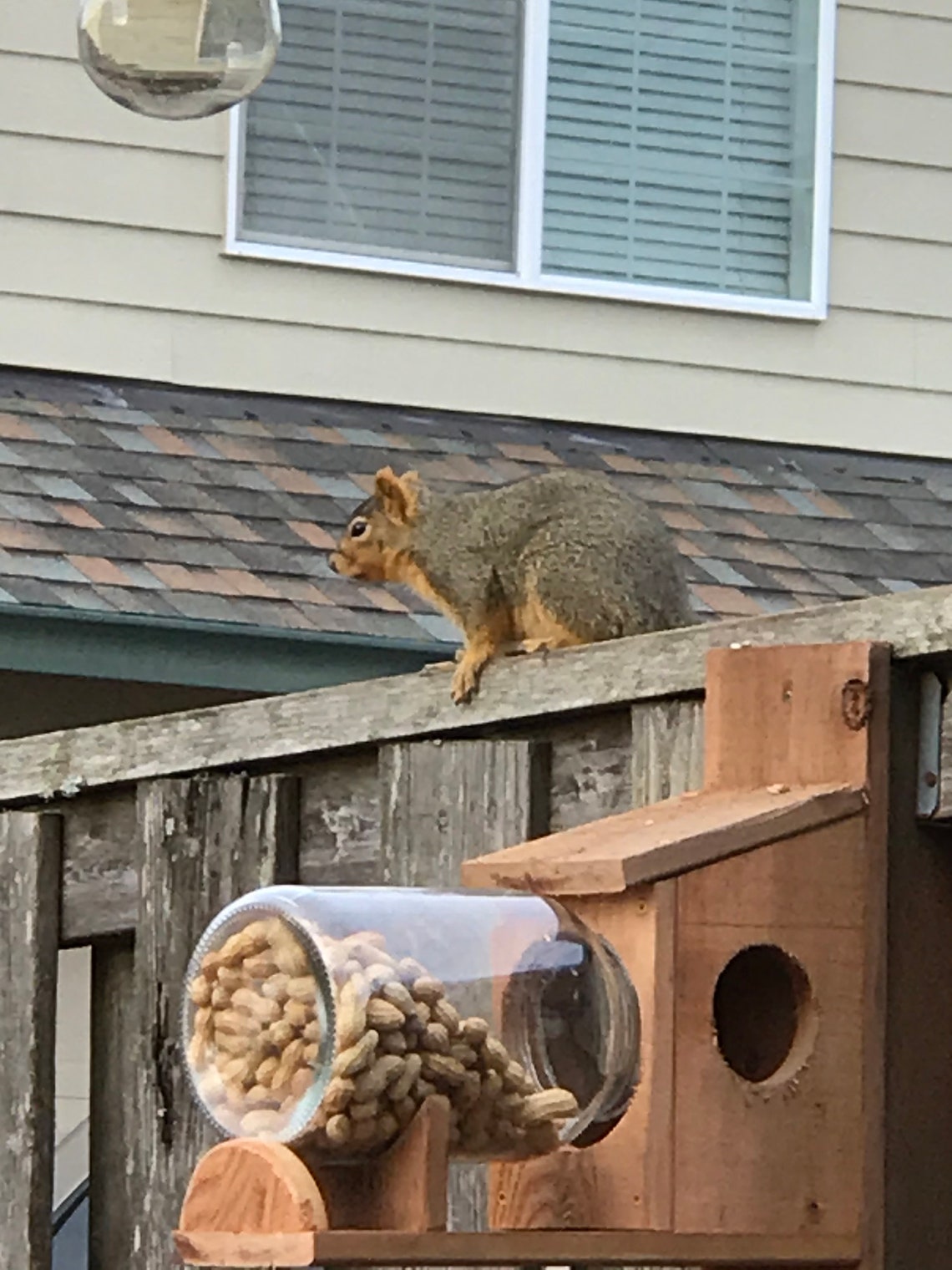 Cedar Squirrel Feeder with One Gallon Glass jar Etsy