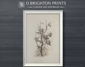 ヴィンテージの枝のスケッチ | 植物画 印刷可能なデジタルアンティークプリント | 農家のキッチンアートプリント | ニュートラルな素朴なアートフラワードローイング