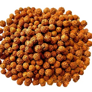 Perline Rudraksha a 5 facce da 8-9 mm certificate in laboratorio: gioielli fai da te, meditazione - lotto da 540
