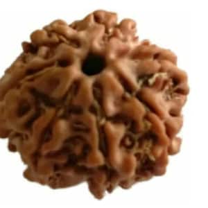 Lab certified original 7 Mukhi Rudraksha from Nepal | 16-18 mm natural rudraksha bead for necklace pendant or bracelet for positive energy.
