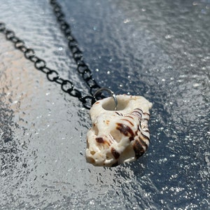 Genuine Seashell Necklace: La Jolla Beach Shell, 18-inch Black Chain