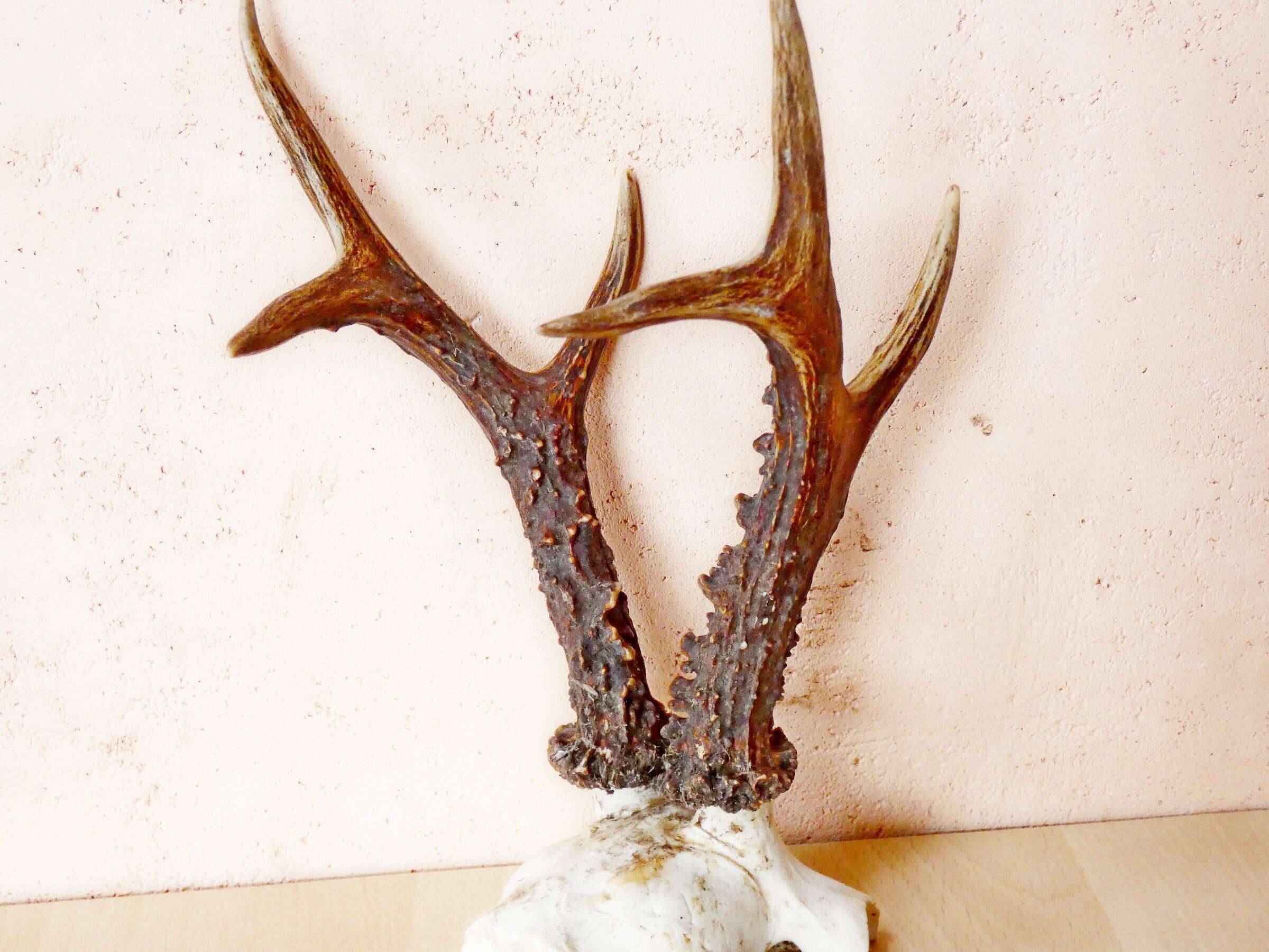 Bild mit Hirschgeweih: A Comprehensive Guide to Its History, Benefits, and Value