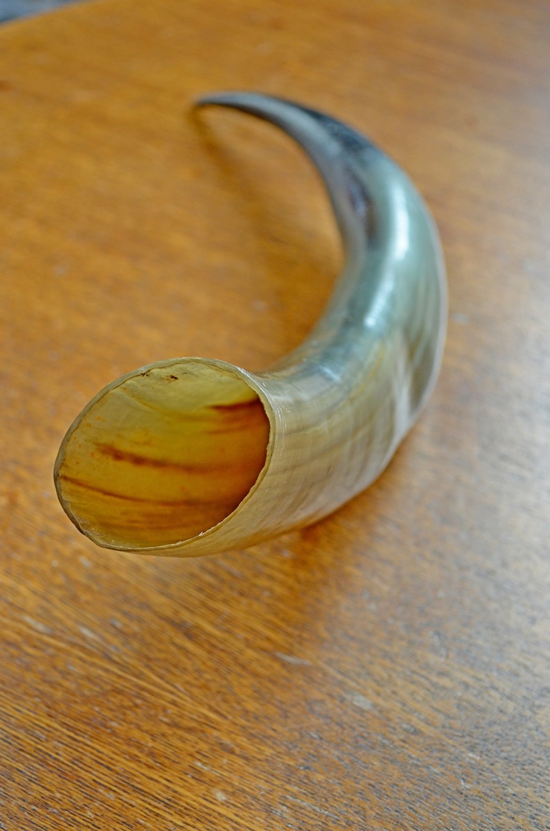 Vintage Large Cow Horn Natural Animal Horn Vintage Cow Horn Etsy