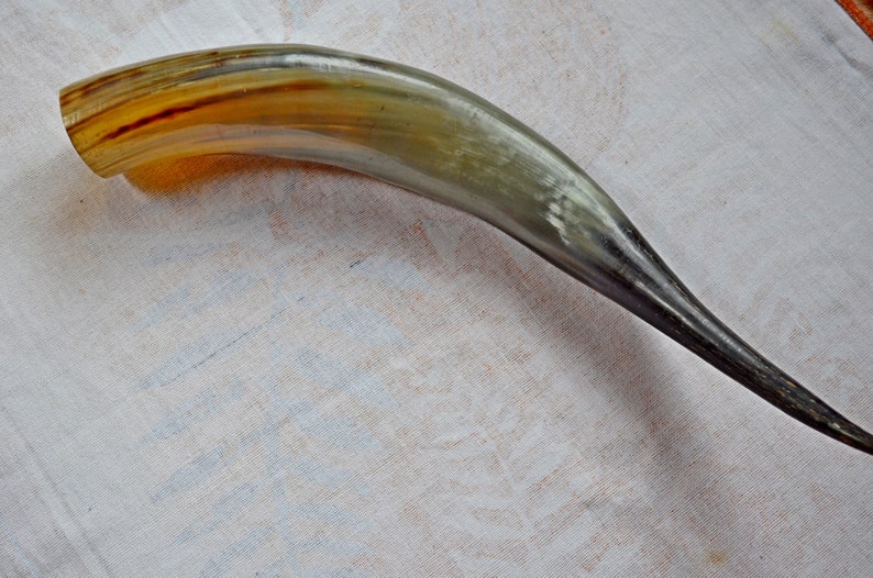 Vintage Large Cow Horn Natural Animal Horn Vintage Cow Horn Etsy