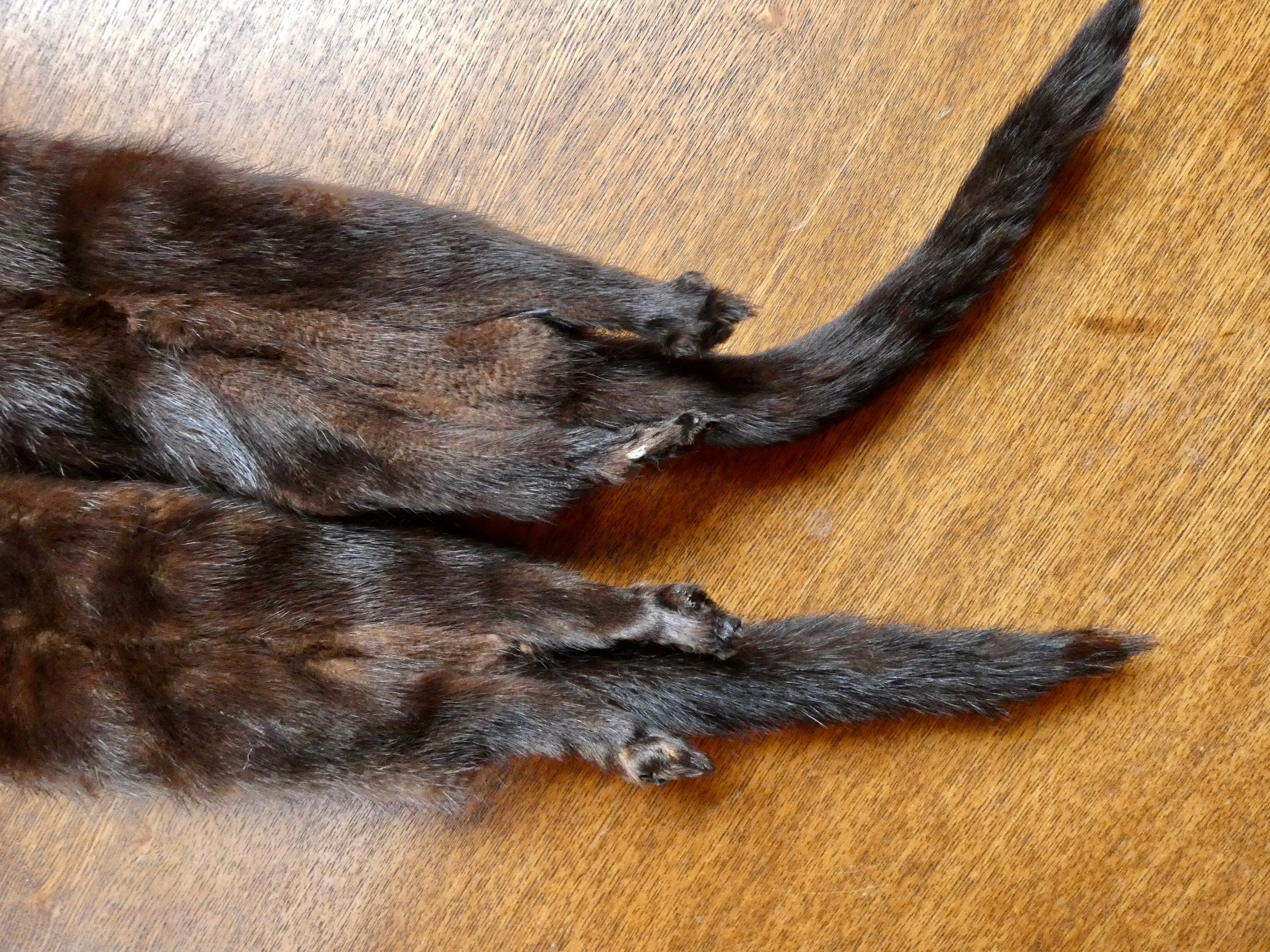 ミンクの剥製 ハクセンシオマネキの剥製を作ってみた｜魚道部！/ 剥製師 力石眞弘