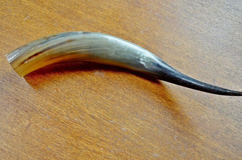 Vintage Large Cow Horn Natural Animal Horn Vintage Cow Horn Etsy
