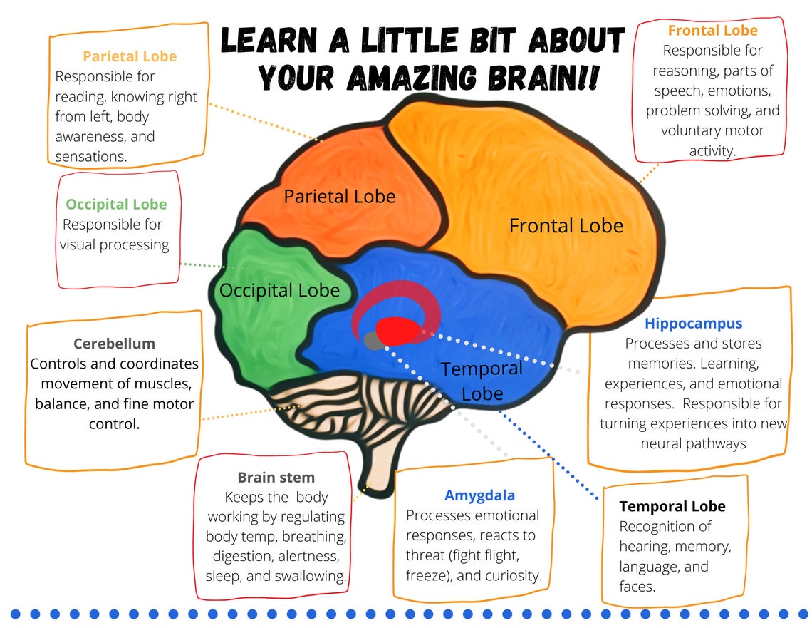 3 Educational Play Dough Activities Discover the Brain 5 Etsy
