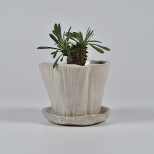 May include: A small, white ceramic planter with a textured, fluted design. The planter has a matching saucer and is filled with a green succulent plant.