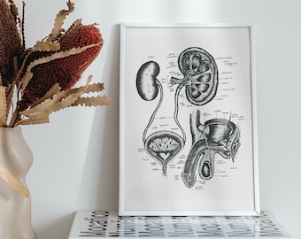 Urology Anatomy Diagram, Male Reproductive anatomy, Vintage anatomy diagram, Kidney, urologist gift, nurse gift