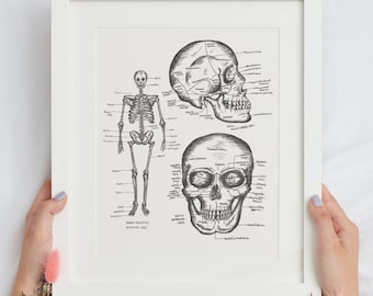 Skeletkunst, menselijke anatomie, medische kunst, gotisch decor, anatomie diagram, schedel print, anatomie geschenken, cadeau student geneeskunde,