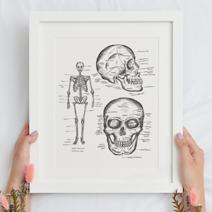 Skeleton Art, Human Anatomy, Medical Art, Gothic Decor, Anatomy Diagram, Skull Print, Anatomy Gifts, Med Student Gift,