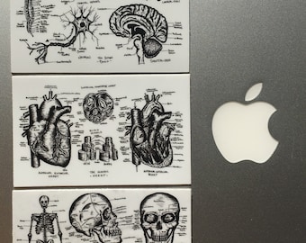 3 PACK Anatomy Laptop Sticker | Gift for nurse | accessories nursing school gift for graduation medical | Vintage Anatomy Art Sticker Pack