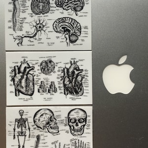3 PACK Anatomy Laptop Sticker | Gift for nurse | accessories nursing school gift for graduation medical | Vintage Anatomy Art Sticker Pack