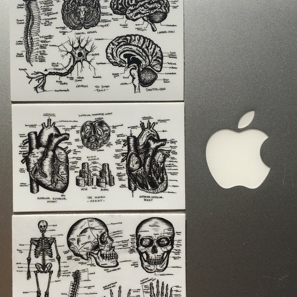 3 PACK Anatomy Laptop Sticker | Gift for nurse | accessories nursing school gift for graduation medical | Vintage Anatomy Art Sticker Pack