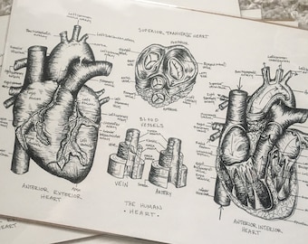 May include: Three black and white anatomical illustrations of the human heart. The illustrations show the anterior, exterior, anterior, interior, and superior transverse views of the heart. The illustrations are labeled with anatomical terms.