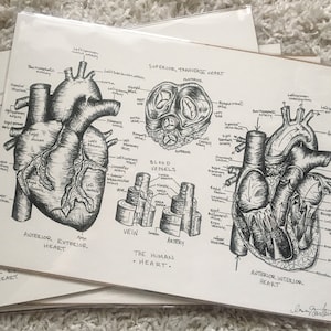 Anatomische hartposter | Cardiologie verpleegkundige cadeau | voor cardioloog cadeau | voor hartverpleegkundige | CV IC | Anatomie kunst aan de muur | Hart chirurg
