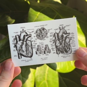 Laptop Sticker Anatomical Heart Diagram, Nursing Student, Cardiac Nurse, Doctor Gift, Nurse Gift, Future Nurse, Medical School, Anatomy